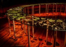 A mid shot of a section of a curving glass table with pressed plants within it.